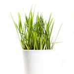 fresh green grass in coffee cups