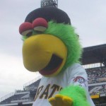 Pittsburgh_Pirates_Parrot_thumb_c)_Pghjared_via_Flickr