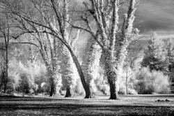 Trees_at_Lock_24_insert_(c)_Harvey_Kupferberg