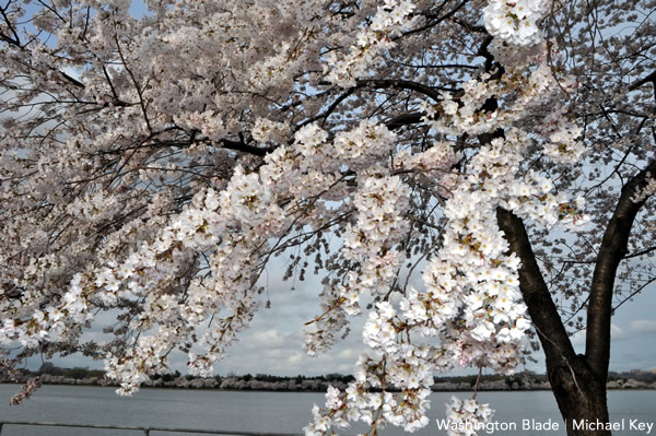 cherry blossoms, spring, gay news, Washington Blade