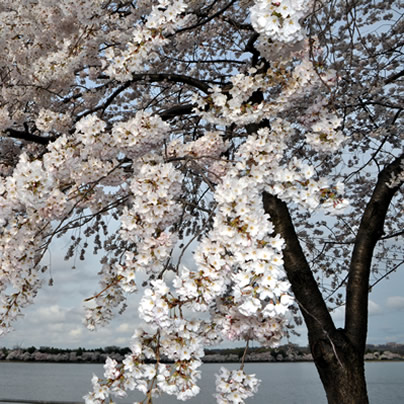cherry blossoms, spring, gay news, Washington Blade
