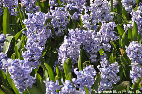 spring, flowers, gay news, Washington Blade