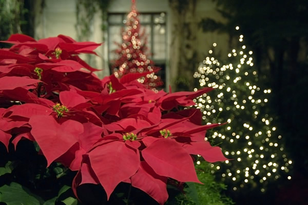 poinsettia, Christmas, Christmas tree, gift, home, gay news, Washington Blade
