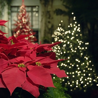 poinsettia, Christmas, Christmas tree, gift, home, gay news, Washington Blade