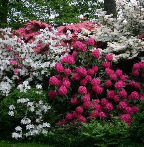 Azaleas, rhododendrons, gay news, Washington Blade