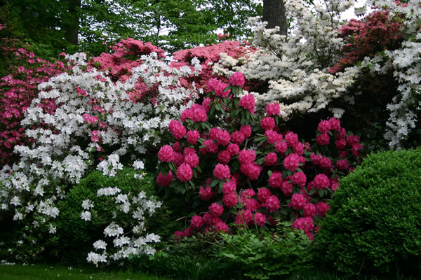 Azaleas, rhododendrons, gay news, Washington Blade