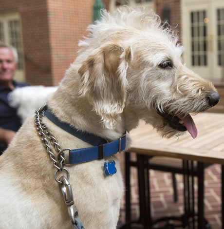 Furry friends gay news Washington Blade dog walkers pic