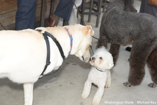 Yappy Hour, gay news, Washington Blade