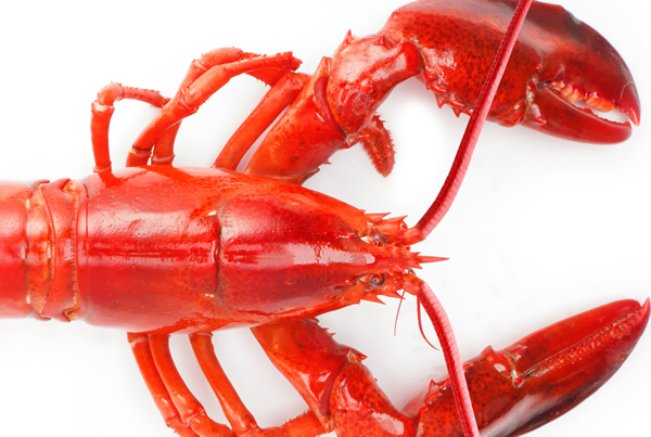 lobster_insert_by_Bigstock