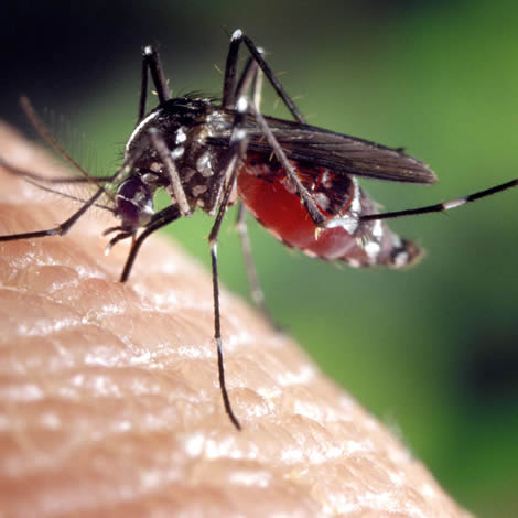 Zika virus, gay news, Washington Blade