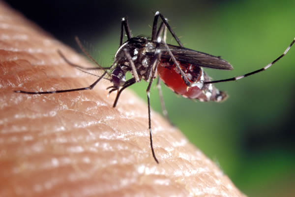 Zika virus, gay news, Washington Blade