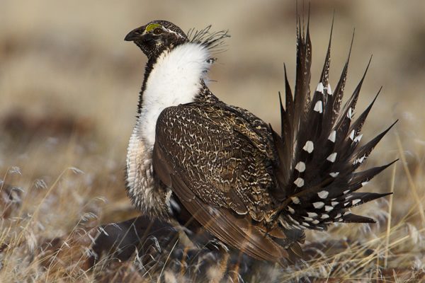 A dispute over whether the sage grouse should be on the endangered species list is delaying a fix for an anti-LGBT defense bill.