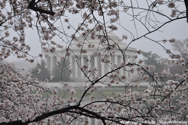 cherry blossom, gay news, Washington Blade