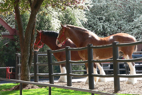 Clydesdales, gay news, Washington Blade