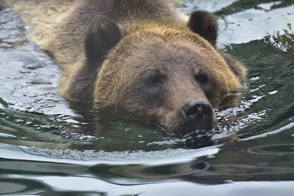 Maryland Zoo, gay news, Washington Blade