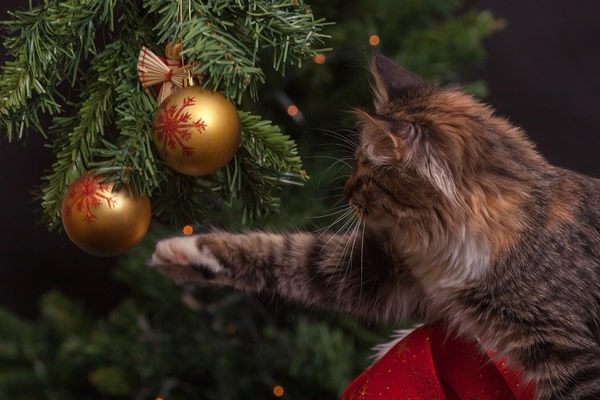 Christmas tree, gay news, Washington Blade